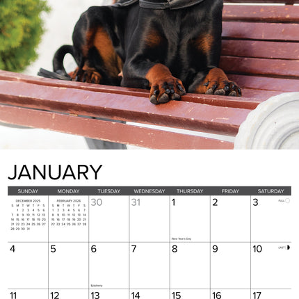 Willow Creek Dobermann Kalender 2026