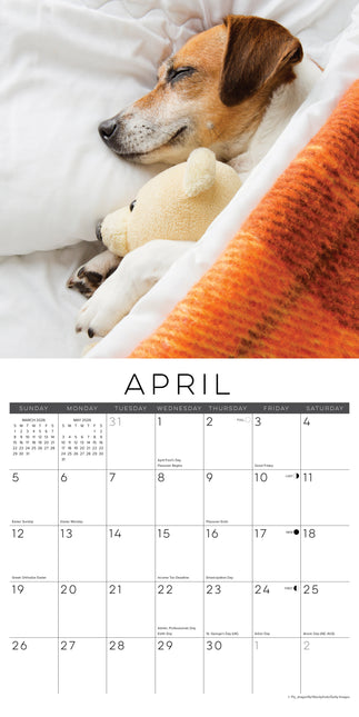 Willow Creek Dog Naps Kalender 2026