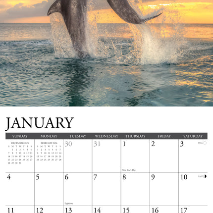 Willow Creek Dolfijnen Kalender 2026