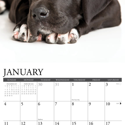 Willow Creek Duitse Dog Puppies Kalender 2026