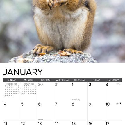 Willow Creek Eekhoorn Kalender 2026