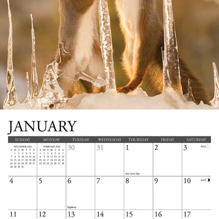 Willow Creek Eekhoorn Kalender 2026 Mini