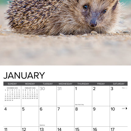Willow Creek Egel Kalender 2026