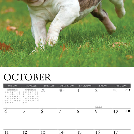 Willow Creek Engelse Buldog Kalender 2026