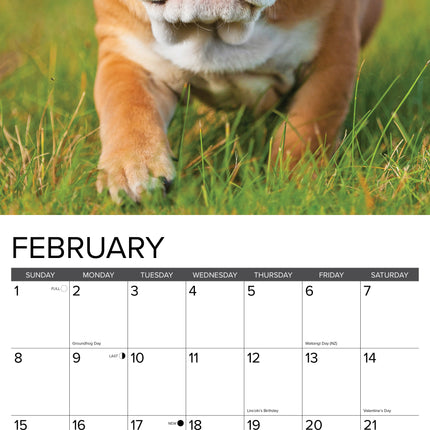 Willow Creek Engelse Bulldog Puppies Kalender 2026