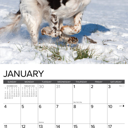 Willow Creek Engelse Springer Spaniel Kalender 2026
