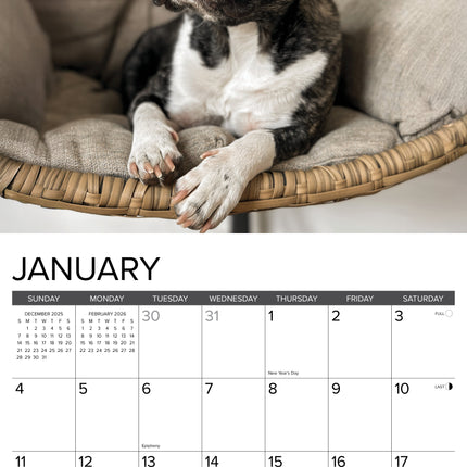 Willow Creek Franse Bulldog Kalender 2026
