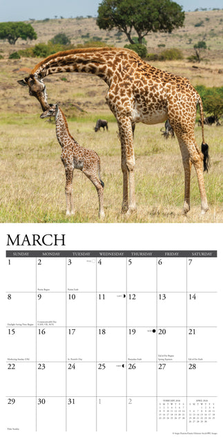 Willow Creek Giraffen Kalender 2026