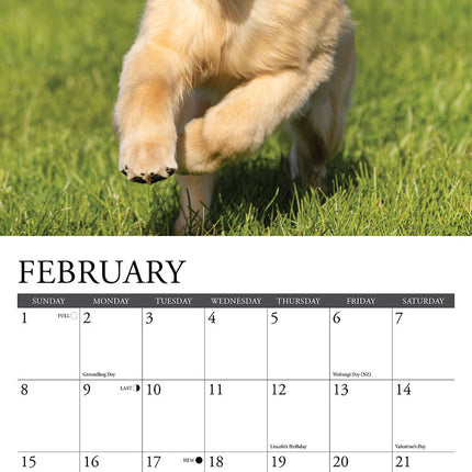 Willow Creek Golden Retriever Kalender 2026 Mini