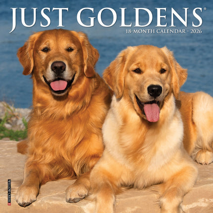 Willow Creek Golden Retriever Kalender 2026 Mini