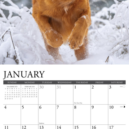 Willow Creek Golden Retriever Kalender 2027