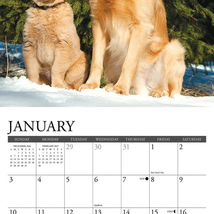 Willow Creek Golden Retriever Kalender 2027 Mini
