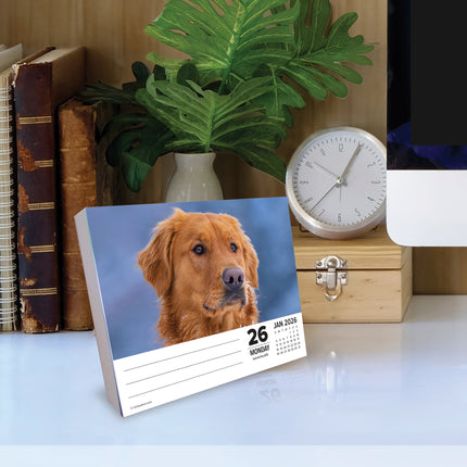 Willow Creek Golden Retriever Scheurkalender 2026 Boxed