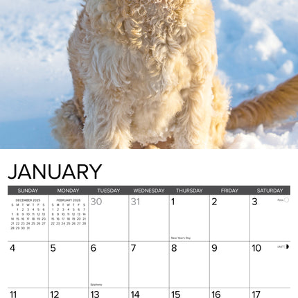 Willow Creek Goldendoodle Kalender 2026