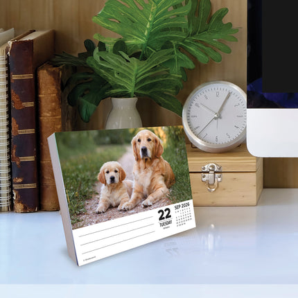 Willow Creek Honden  Scheurkalender 2026 Boxed
