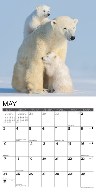 Willow Creek IJsberen Kalender 2026