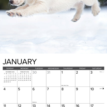 Willow Creek Jack Russell Terrier Puppies Kalender 2026