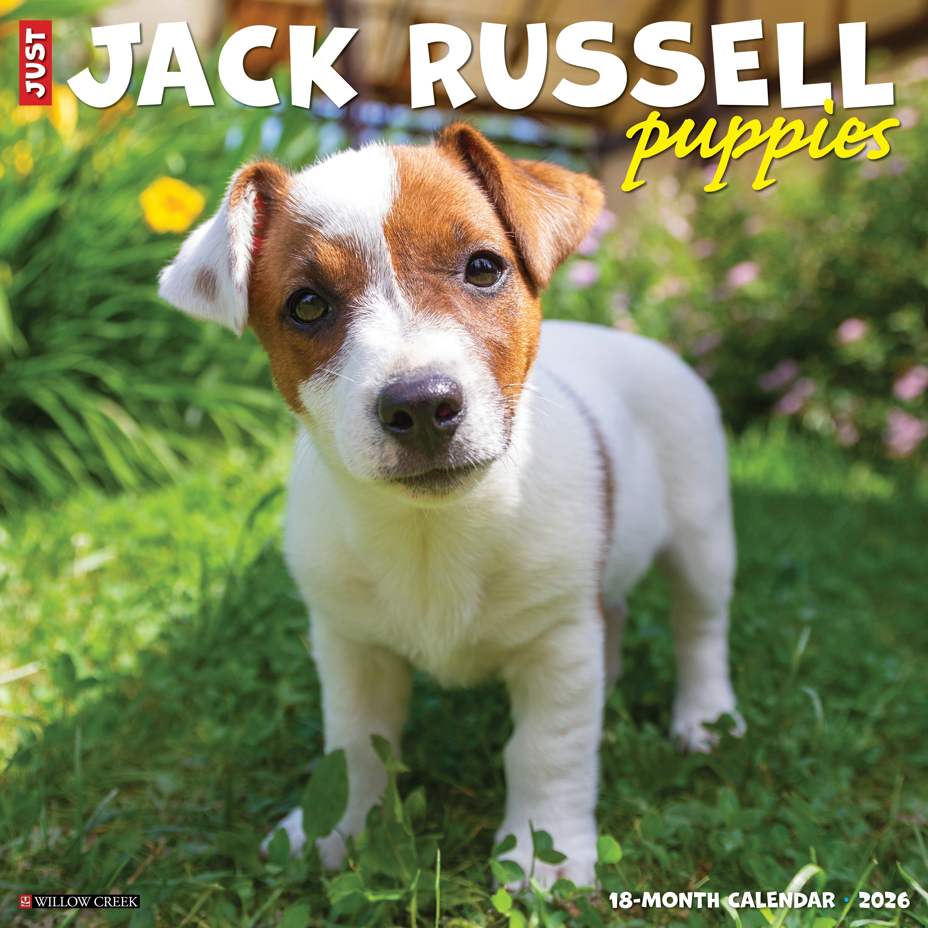 Jack Russell Terrier Puppies Calendar 2026 Buy Order online easily