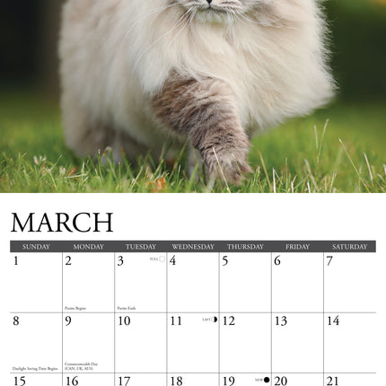 Willow Creek Katten Kalender 2026