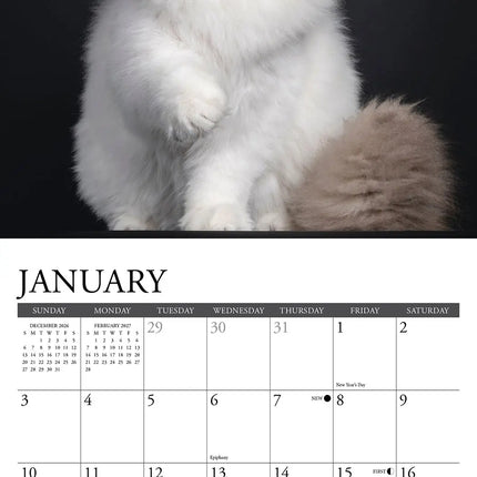 Willow Creek Katten Kalender 2027 Mini