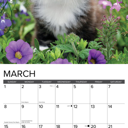 Willow Creek Kittens Kalender 2026
