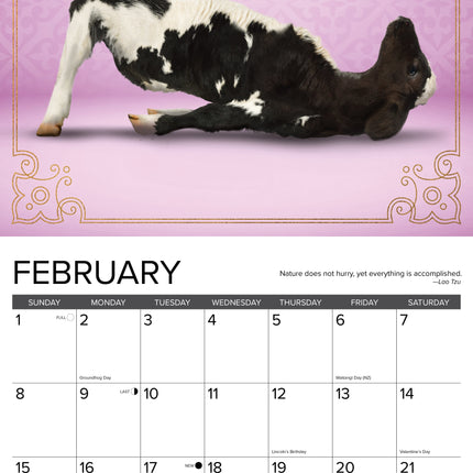 Willow Creek Koeien Yoga Kalender 2026