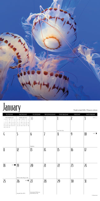 Willow Creek Kwallen Kalender 2026
