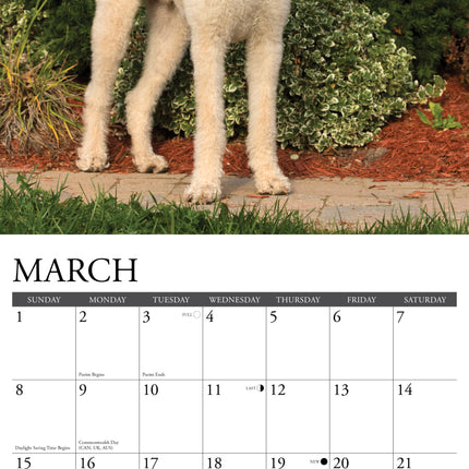 Willow Creek Labradoodle Kalender 2027