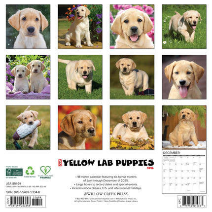 Willow Creek Labrador Retriever Blond Puppies Kalender 2026