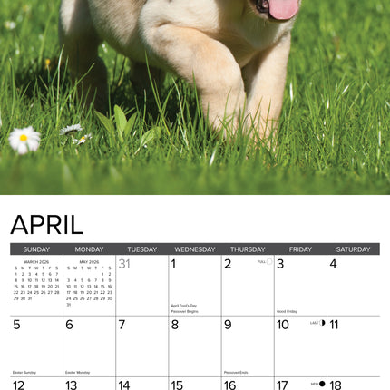 Willow Creek Labrador Retriever Blond Puppies Kalender 2026
