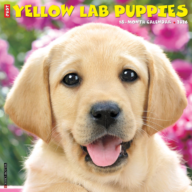 Willow Creek Labrador Retriever Blond Puppies Kalender 2027