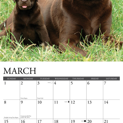Willow Creek Labrador Retriever Bruin Kalender 2026