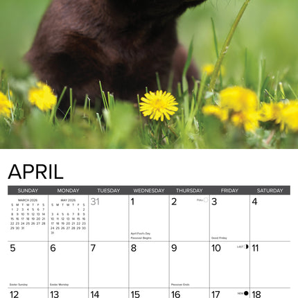 Willow Creek Labrador Retriever Bruin Puppies Kalender 2026