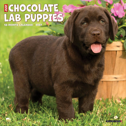 Willow Creek Labrador Retriever Bruin Puppies Kalender 2027