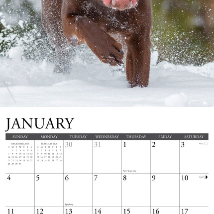 Willow Creek Labrador Retriever Kalender 2026