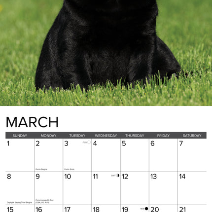 Willow Creek Labrador Retriever Puppies Kalender 2026