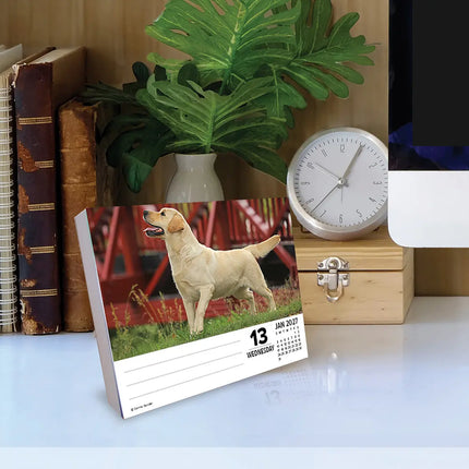 Willow Creek Labrador Retriever Scheurkalender 2027 Boxed