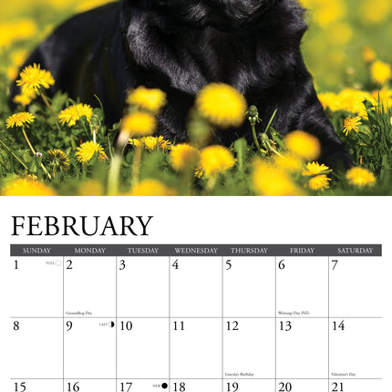 Willow Creek Labrador Retriever Zwart Kalender 2026