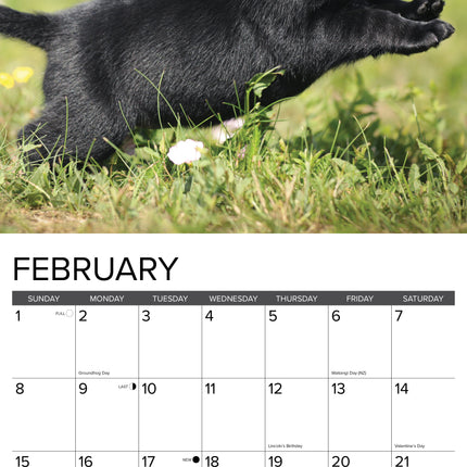 Willow Creek Labrador Retriever Zwart Puppies Kalender 2026