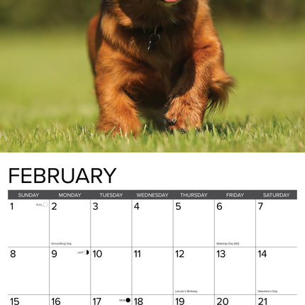 Willow Creek Langharige Teckels Kalender 2026