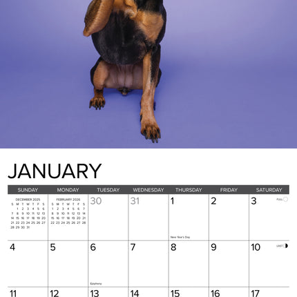 Willow Creek Miniatuur Pinscher Kalender 2026