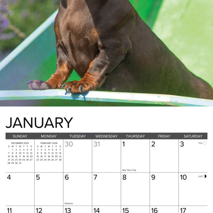 Willow Creek Miniatuur Teckel Kalender 2026