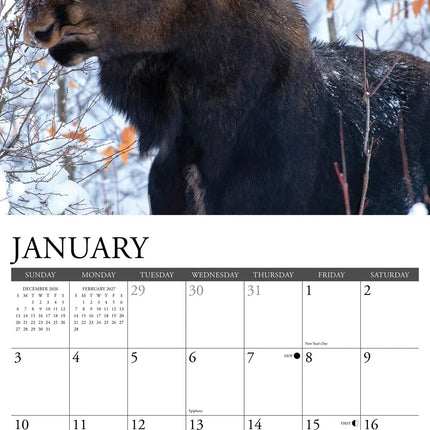 Willow Creek Moose Eland Kalender 2027