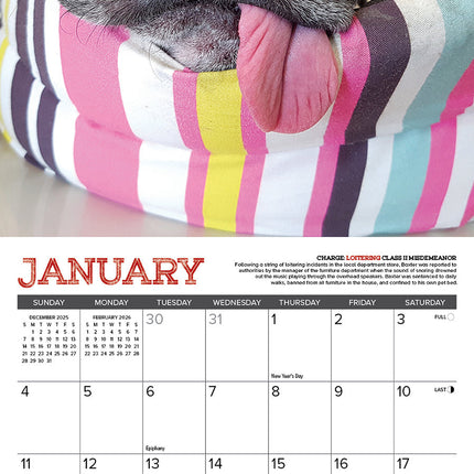 Willow Creek Mopshond Kalender 2026 Mini