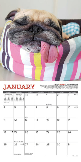 Willow Creek Mopshond Kalender 2026 Mini
