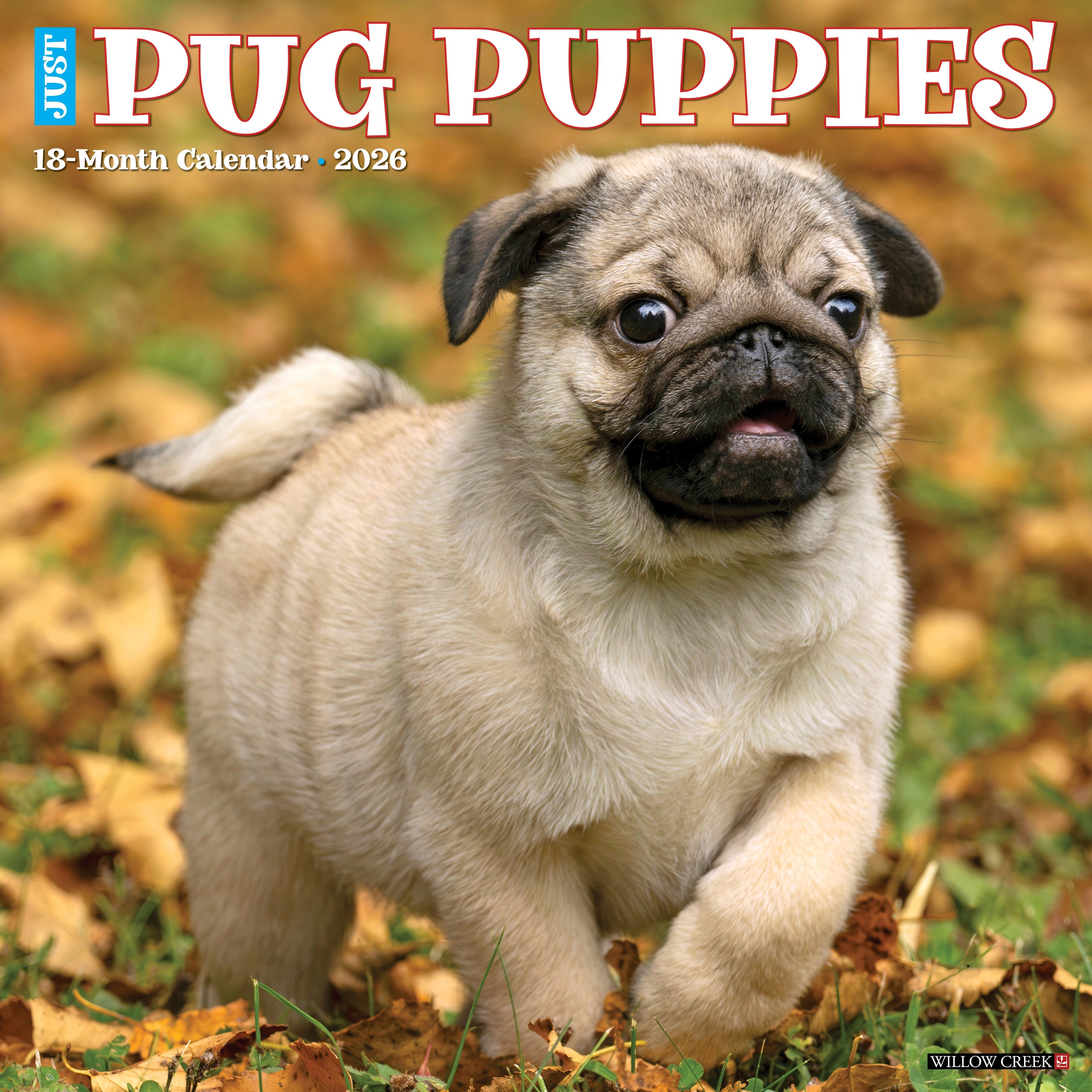 Pug Puppies Calendar 2026 Buy Order online easily - Main Image