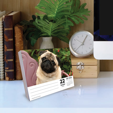 Willow Creek Mopshond Scheurkalender 2026 Boxed