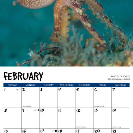 Willow Creek Octopus Kalender 2026