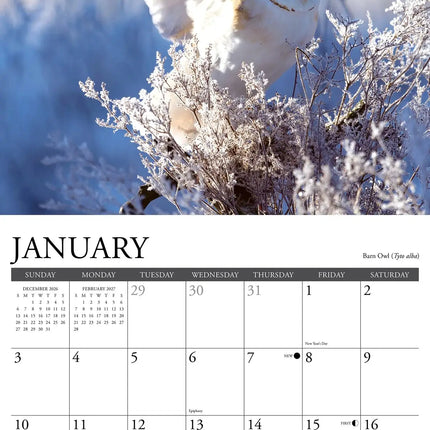 Willow Creek Owls of North America Kalender 2027