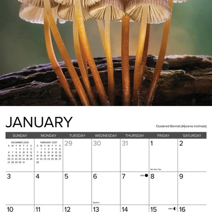 Willow Creek Paddenstoelen Kalender 2027